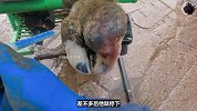 老牛蹄子肿得跟沙包一样大，修剪时还意外爆浆，一旁奶牛都吓坏了