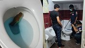 男子如厕时马桶突然窜出2米蟒蛇 整个人瞬间弹开差点被咬到