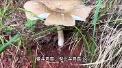 1家3口吃野生蘑菇中毒，患者：曾拿蘑菇喂狗试毒，狗吃了没事