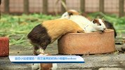 【宠物星球】自恋小鼠爱摆拍！荷兰猪界的时尚小明星Booboo1