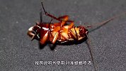 宿舍有蟑螂怎么办