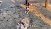 散步途中遇到一只狗，金毛看到后，反应要笑哭了
