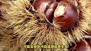 板栗，美味的秋季果实！可以生吃吗？