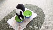 小兔子没吃饱，哭着喊着的让主人添饭，场面笑爆了
