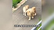 狮子也是恋爱脑！动物园2只雄狮互相看不惯，为了老婆勉强共处