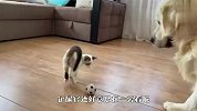小猫偷玩金毛的玩具，狗子要气炸了，看完忍住别笑