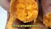 小红薯蒸多久能熟？你需要知道的关键要点！
