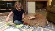 小女孩收到兔子当礼物，很快长成“巨兽”，1年吃掉2000根胡萝卜