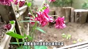 耧斗菜的养殖方法和注意事项