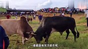 黄牛对战大黑牛，从场地一直打到停车场，最后因为一招分出胜负