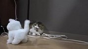 猫咪看到会动的玩具猫，开始怀疑人生了，看完忍住别笑