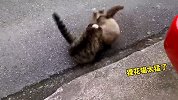 《这些猫咪打架名场面》你觉得狸花猫的战力最强吗？