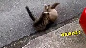《这些猫咪打架名场面》你觉得狸花猫的战力最强吗？