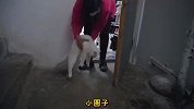 被寄养的小猫突然消失了，急坏了主人和大猫