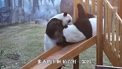 俩熊猫为了抢滑梯打架，下手真狠，有没有人来劝架啊