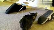 搞笑-20120313-太尼玛贱了！自制简易猫咪捕捉器