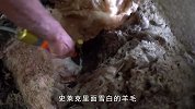 羊界的另类！为躲避剪羊毛逃入深山年，最终靠一身羊毛成为网红