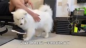 铲屎官在家健身，萨摩耶跟着凑热闹，铲屎官都要哭了