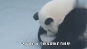 夏天到了，国宝大熊猫是如何避暑的？看完笑出眼泪了