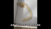 16楼住户洗衣机惊现活蛇，2天后又拽出蛇皮，当事人回应蛇咋来