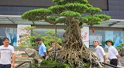 男子花上百万买回一棵150年的古树 如今价格涨到3550万