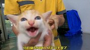 大雨让猫咪无家可归，更糟糕的是妈妈也不见了，小家伙太可怜了