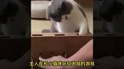 盘点11个猫咪的有趣瞬间，你见过8条腿的猫咪吗？