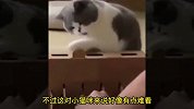 盘点11个猫咪的有趣瞬间，你见过8条腿的猫咪吗？