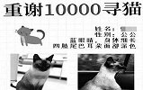 杭州女子奖万元寻猫不兑现：承认转账造假 很内疚