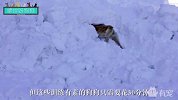 搜救犬雪山救人真实过程