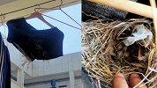 湖北一学校宿舍晾晒内裤惊现鸟窝 家长：再延迟开学小鸟就孵出了