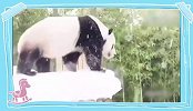 在雪里玩的不亦乐乎的熊猫