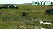 雄狮正在捕猎，情势过于凶猛，旁边的母狮都被吓跑