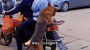狗：一点人事都不干 这辈子吃不上四个菜
