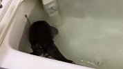 水獭自己放水洗澡，洗完了在毛巾上蹭个不停，怕不是成精了吧？
