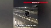野猪在一高架桥雨夜狂奔：体型健硕，动作迅猛
