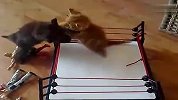 搞笑动物！猫猫拳击赛