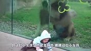 奇妙火花！小女孩贴近豹子与其对视，豹子反应令人太意外