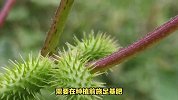 苍耳的养殖方法和注意事项