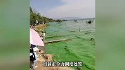 网友拍到滇池近岸绿浪，官方回应：气温高降水少致藻类没冬眠正全力处置