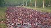 当地螃蟹泛滥成灾霸占马路，司机苦不堪言，汽车修理厂却乐坏了！
