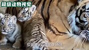 老虎第一次见到自己的孩子，面对小老虎的亲近，老虎却置之不理