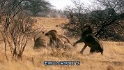 三头年轻雄狮围攻撕咬老狮王，老雄狮身负重伤，但勇猛不减当年