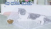 铲屎官用蚊帐把猫咪盖住，又在跟前放上食物，搞笑的一幕发生了