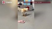 买鸡蛋送的小鸡被养大了，很粘人也“记仇”，能听懂人话准确识别物品