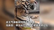 东北虎得甲沟炎，饲养员强行剪其指甲，虎王气得看到饲养员就开吼