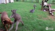 笑喷：袋鼠把狗打成智障，吃瓜群众狐猴瞬间吓飞