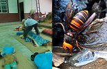 四川爷孙三人割谷时遭毒蜂攻击 知情者：一家四口被蛰死了三个