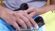 猫咪刚生下一窝幼崽，就被主人抛弃了，它甚至不能照顾小奶猫们了