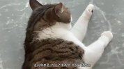 猫：摸一下就不说你了，还拔我毛